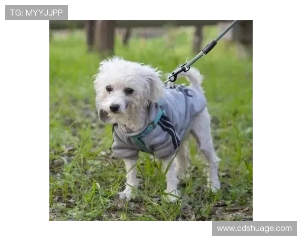 足球巨星宠物揭秘 球场之外的萌宠生活与明星日常